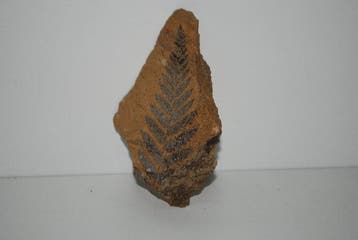 PLANTENFOSSIEL UIT HET CARBONIFERE TIJDPERK – REGIO VALONGO