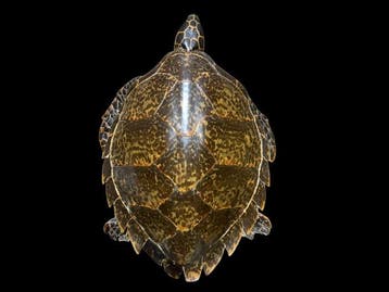 Soepschildpad Taxidermie volledige montage - CARETTA, Nieuw