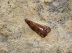 Een zeldzame Trias-marine reptiel tand - Gefossiliseerd dier