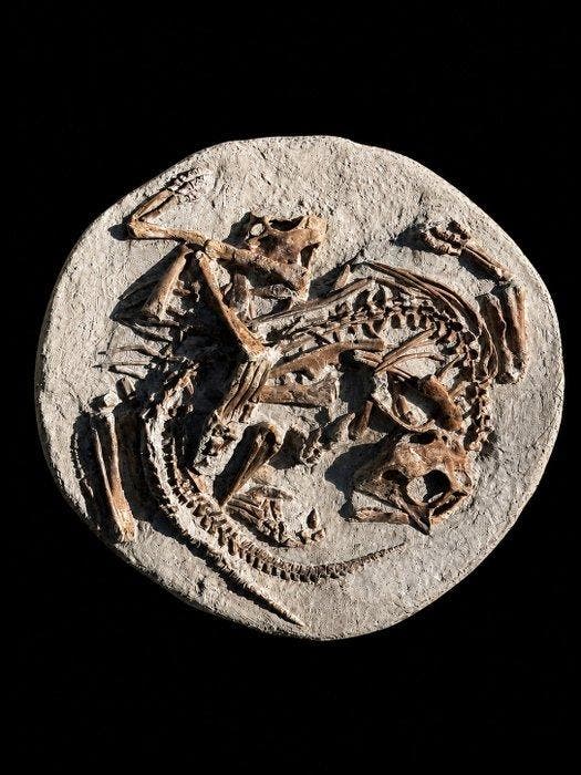 Psittacosaurus sp. jonge dieren - Fossiel skelet -, Verzamelen, Mineralen en Fossielen