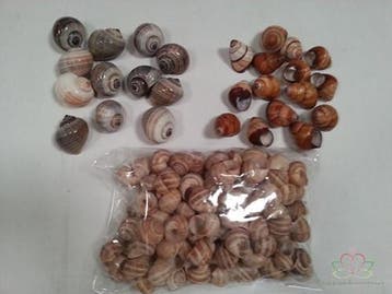 Rufogaster Landsnail Schelpen 15 stuks, Ophalen of Verzenden, Nieuw