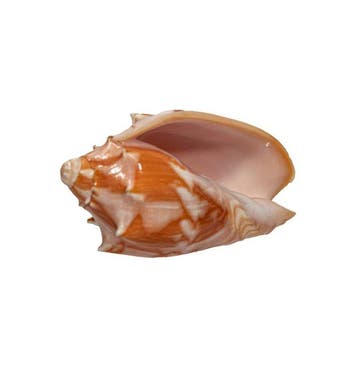 Cymbiola vespertilio (70 mm, Top-Zustand GEM) – Uitstekend, Verzamelen, Nieuw