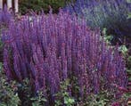 Salvia Nemorosa Ostfriesland (Blauw, Herfstplanten kopen?), Ophalen of Verzenden, Vaste plant, Siergrassen, Halfschaduw