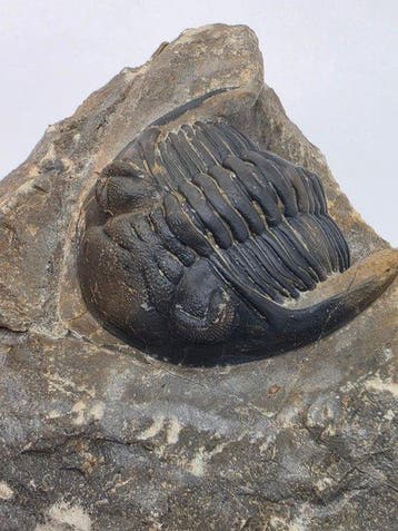 Trilobiet - Gefossiliseerd dier - Hollardops mesocristata -, Verzamelen