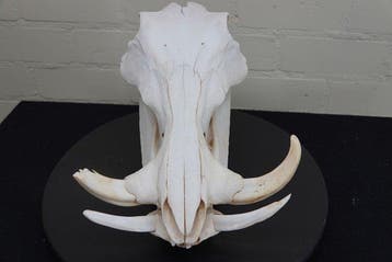 African Warthog Schedel - Phacochoerus africanus - 0 cm - 23, Verzamelen, Dierenverzamelingen, Nieuw