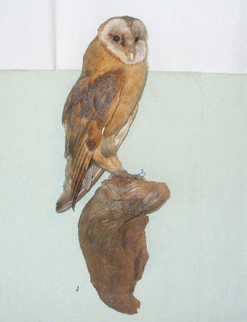 Kerkuil Taxidermie volledige montage - Tyto alba - with, Nieuw
