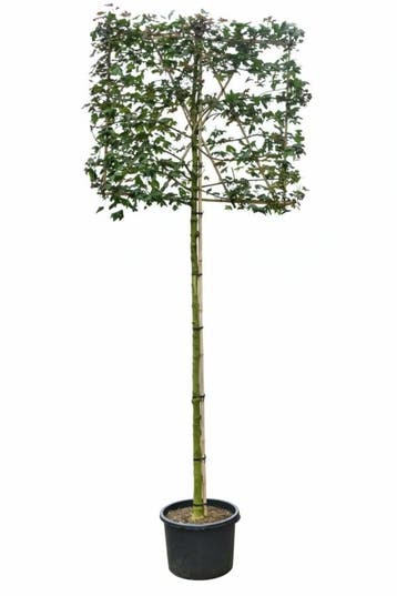 Acer campestre leiboom