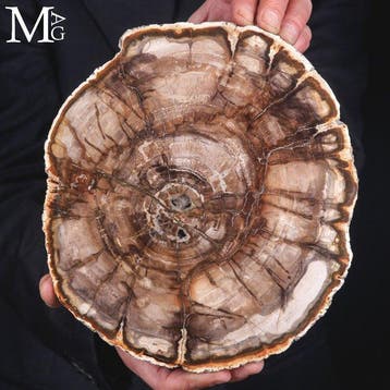 Versteend hout platen - Triasperiode - 220 miljoen jaar