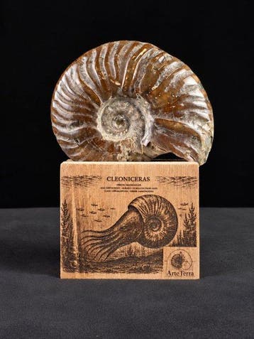 Ammoniet - Gefossiliseerd dier - Cleoniceras Ammonite, Verzamelen