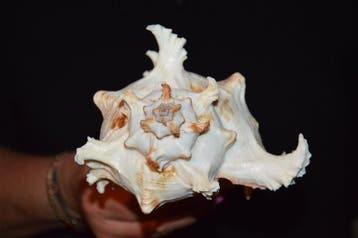 Zeeslak Zeeschelp - M-520 CHICOREUS RAMOSUS (Zonder, Nieuw