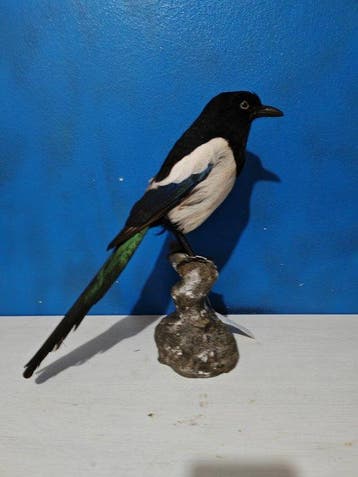 Ekster Taxidermie volledige montage - Pica pica - 40 cm - 22, Nieuw