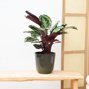 Green Bubble - Calathea Medaillon - 70cm - Ø19 cm, Ophalen of Verzenden