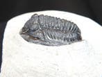 Fossiel - Fossiel skelet - Cornuproetus cornutus - 3.5 cm