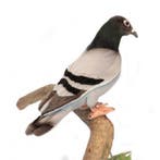 Hansa pluche duif knuffel 29 cm - Knuffel vogels, Kinderen en Baby's, Speelgoed | Knuffels en Pluche, Ophalen of Verzenden, Nieuw