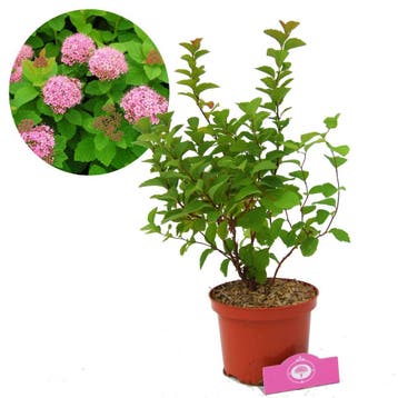 spierstruik Spiraea Densiflora + Pot 17cm, Verzenden