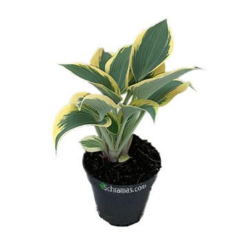 Hosta Ben Vernooij + Pot 17cm, Tuin en Terras, Planten | Tuinplanten, Verzenden