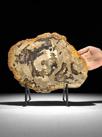 Prachtige schijf versteend hout op een op maat gemaakte, Antiek en Kunst