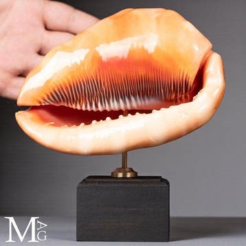 Levendig oranje Bullmouth-helmomhulsel Shell met een