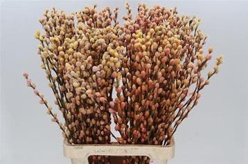 Katjeswilg gekleurde wilgenkatjes salix sunshine/oranje, Ophalen of Verzenden, Nieuw