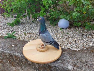 Huisduif Taxidermie volledige montage - Columba livia, Nieuw
