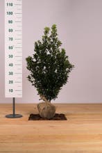 Hulst Heckenstar/Ilex meserveae Heckenstar 50t/m200cm, Ophalen of Verzenden, Overige soorten, Haag, 100 tot 250 cm