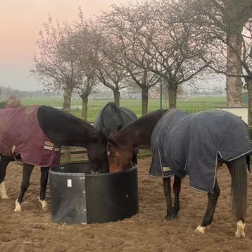 Hooiring mét slowfeeder deksel, Dieren en Toebehoren, Ophalen of Verzenden, Nieuw