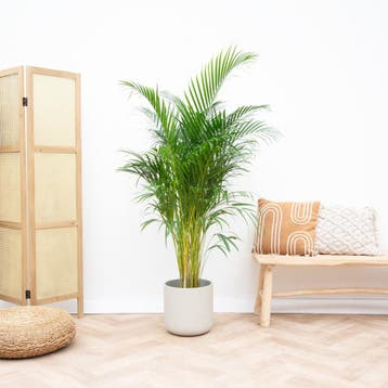 Green Bubble - Dypsis Lusescens (Areca palm) - 130cm, Ophalen of Verzenden