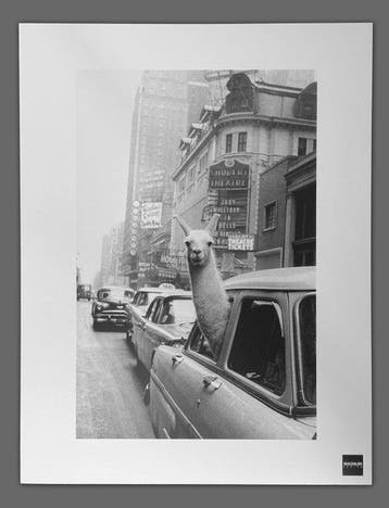 Inge Morath - Magnum Photos - A llama in Times Square, New, Antiek en Kunst