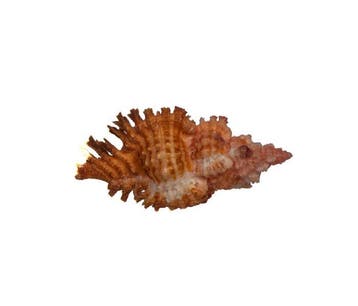 Prachtige stekelslak Chicoreus penchinati (38 mm) –, Antiek en Kunst