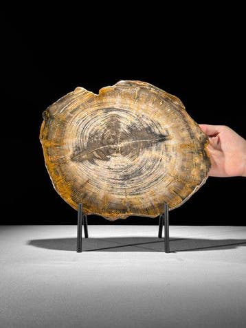 Prachtige plak versteend hout op een maatwerk standaard. -