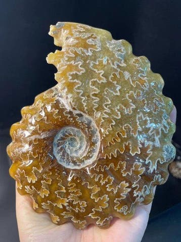 Madagaskar Aioloceras ammoniet fossiel - Fossiele matrix -, Verzamelen