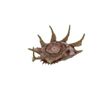 Angaria delphinus (48mm) - Zeldzaam GROTE MAAT -, Nieuw