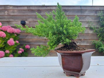Jeneverbes bonsai (Juniperus) - Hoogte (boom): 15 cm -