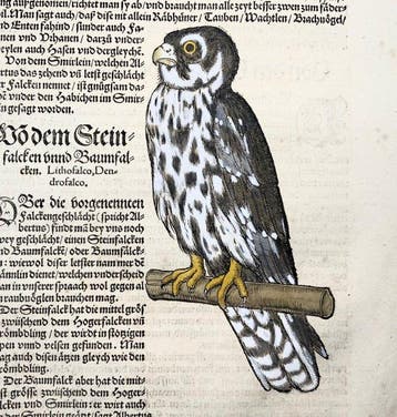 Conrad Gesner - First Issue - Merlin, Falcon, ornithology -