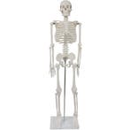 Anatomie model menselijk skelet, 87 cm, Nieuw