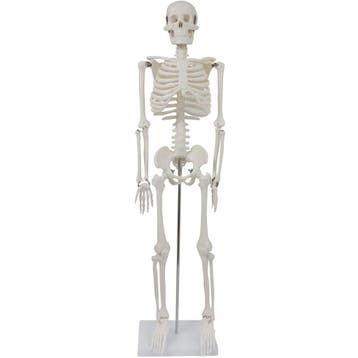 Anatomie model menselijk skelet, 87 cm, Nieuw