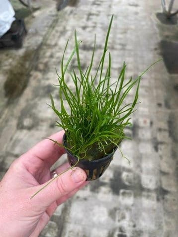 Lileaopsis Mauritius (Aquariumplanten, Aquarium producten), Dieren en Toebehoren, Vissen | Aquaria en Toebehoren, Verzenden, Nieuw