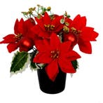 Kerstster kerstroos zijden poinsettia met hedera klimop en, Ophalen of Verzenden, Nieuw