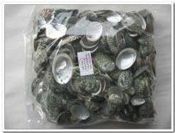 Haliotis Pulcherrima schelpjes 1 kilo, Ophalen of Verzenden, Nieuw