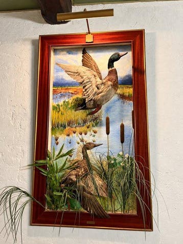 Eend Taxidermie volledige montage - Anas platyrhynchos - 135, Nieuw