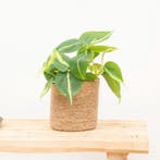 Green Bubble - Philodendron Brasil - 20 cm - Ø12 cm, Ophalen of Verzenden