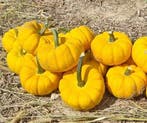Yellow Jacket F1 PMT pompoen Kleine geplooide 1000 zaden, Ophalen of Verzenden, Nieuw