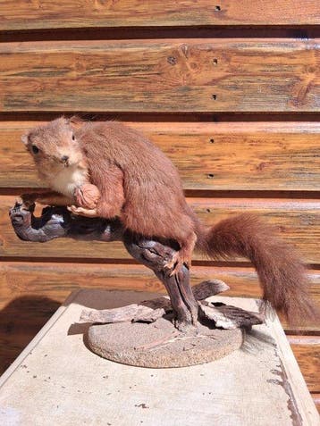 Eekhoorn Taxidermie volledige montage - Ecureuil - 24 cm -
