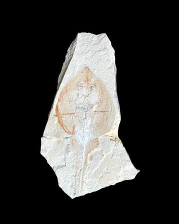 Rhinobatos sp. - Fossiele plaatmatrix - 35 cm - 17 cm, Verzamelen