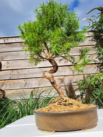 Spar bonsai (Picea) - Hoogte (boom): 28 cm - Diepte (boom):, Antiek en Kunst