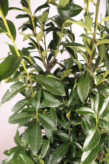Laurier Elly 140-160cm !!Aanbieding!!, Ophalen of Verzenden, Laurier, Haag, 100 tot 250 cm