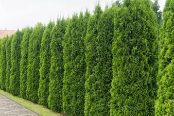 Westerse levensboom Thuja occidentalis Smaragd Haag 140-160