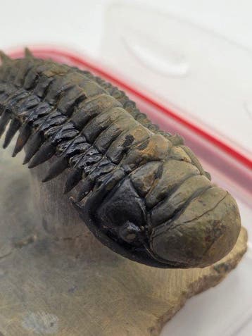 Trilobiet - Gefossiliseerd dier - Crotacephalina Gibbosa -, Verzamelen, Mineralen en Fossielen