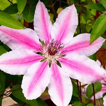 Clematis Nelly Moser container (C2) Sierplanten, Wit, Verzenden, Lente, Overige soorten, Halfschaduw