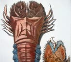 G. E. Rumphius; Large folio, Slipper Lobsters - 1711